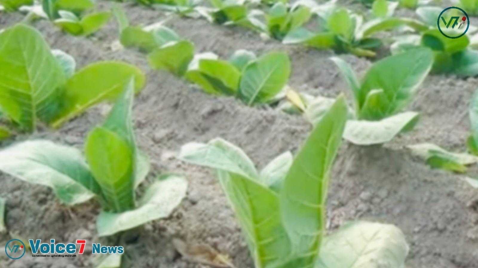 Given the severe harm tobacco production does to the environment, human health, and soil quality, farmers in the north are turning to it.